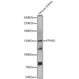 Western Blot - Anti-GLEPP1/PTPRO Antibody (A12046) - Antibodies.com