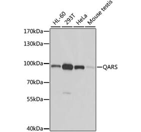 Western Blot - Anti-GlnRS Antibody (A12047) - Antibodies.com