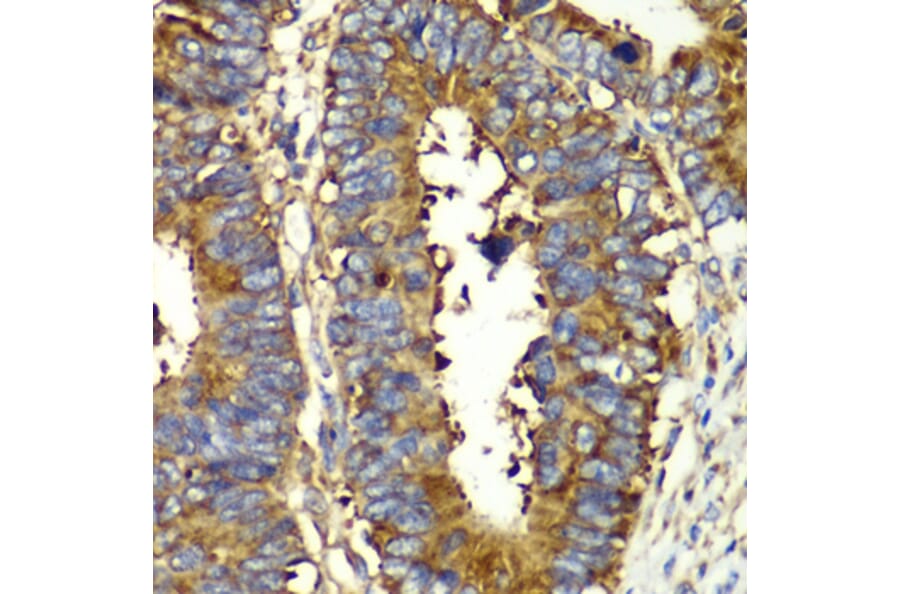 Immunohistochemistry - Anti-GlnRS Antibody (A12047) - Antibodies.com
