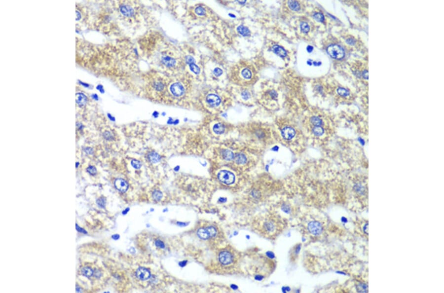 Immunohistochemistry - Anti-GlnRS Antibody (A12047) - Antibodies.com
