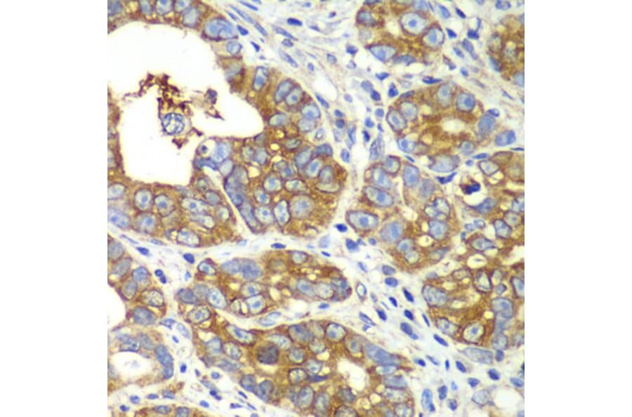 Immunohistochemistry - Anti-GlnRS Antibody (A12047) - Antibodies.com