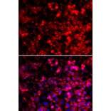 Immunofluorescence - Anti-GlnRS Antibody (A12047) - Antibodies.com
