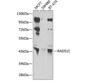 Western Blot - Anti-Rad51C Antibody (A12048) - Antibodies.com