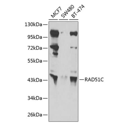 Western Blot - Anti-Rad51C Antibody (A12048) - Antibodies.com