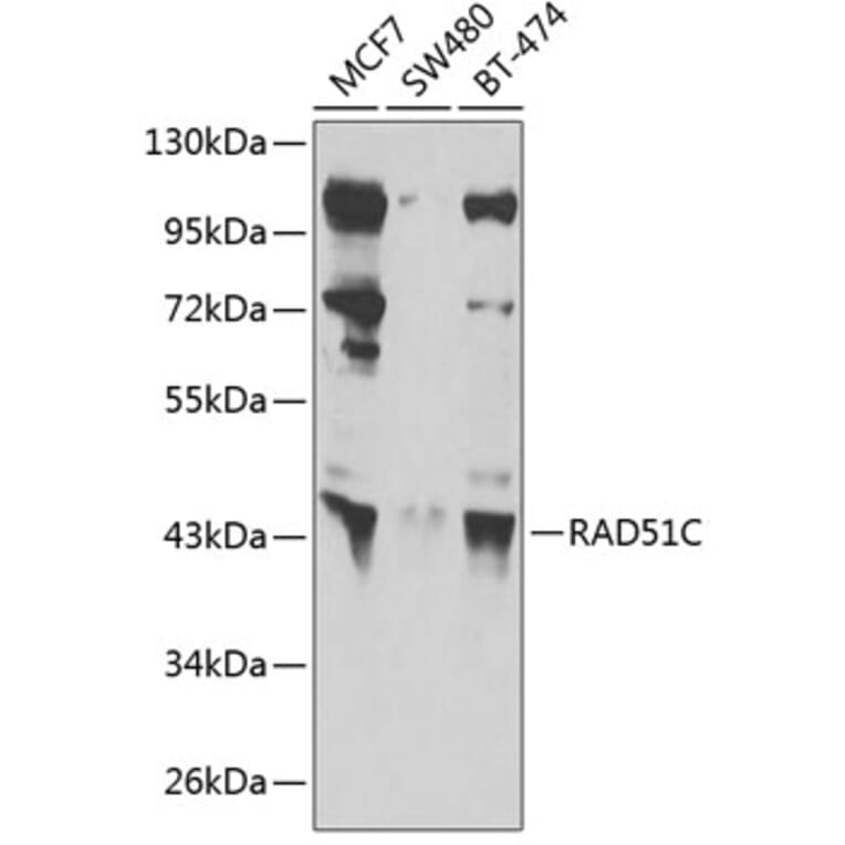 Western Blot - Anti-Rad51C Antibody (A12048) - Antibodies.com