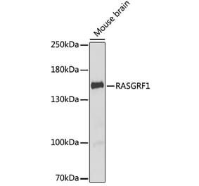 Western Blot - Anti-CDC25 Antibody (A12049) - Antibodies.com