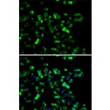 Immunofluorescence - Anti-RBBP6 Antibody (A6966) - Antibodies.com