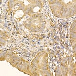 Immunohistochemistry - Anti-RPLP2 Antibody (A12053) - Antibodies.com