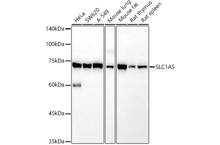 Western Blot - Anti-SLC1A5/ASCT2 Antibody (A12054) - Antibodies.com