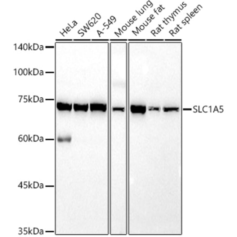 Western Blot - Anti-SLC1A5/ASCT2 Antibody (A12054) - Antibodies.com