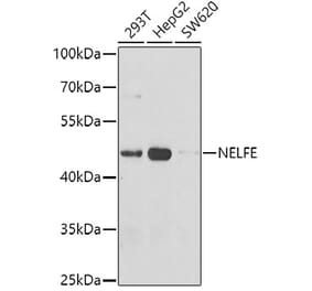 Western Blot - Anti-NELFe Antibody (A12056) - Antibodies.com