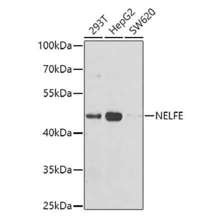 Western Blot - Anti-NELFe Antibody (A12056) - Antibodies.com