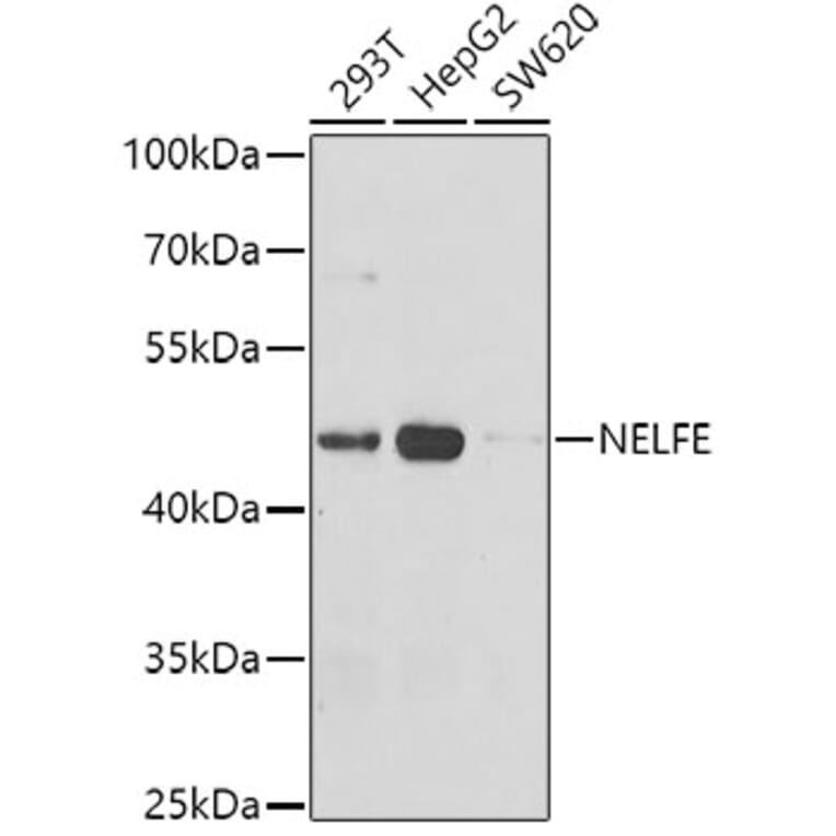 Western Blot - Anti-NELFe Antibody (A12056) - Antibodies.com
