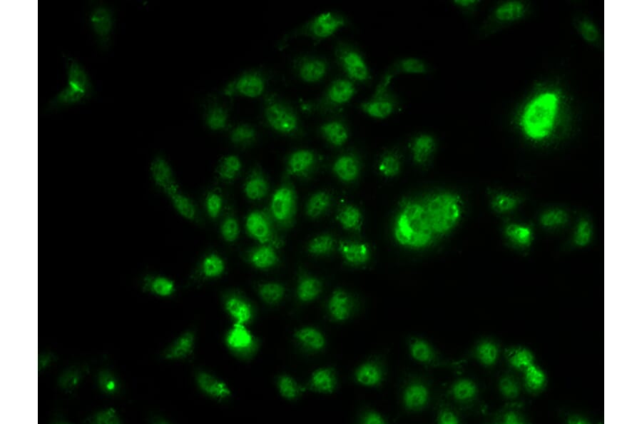 Immunofluorescence - Anti-NELFe Antibody (A12056) - Antibodies.com