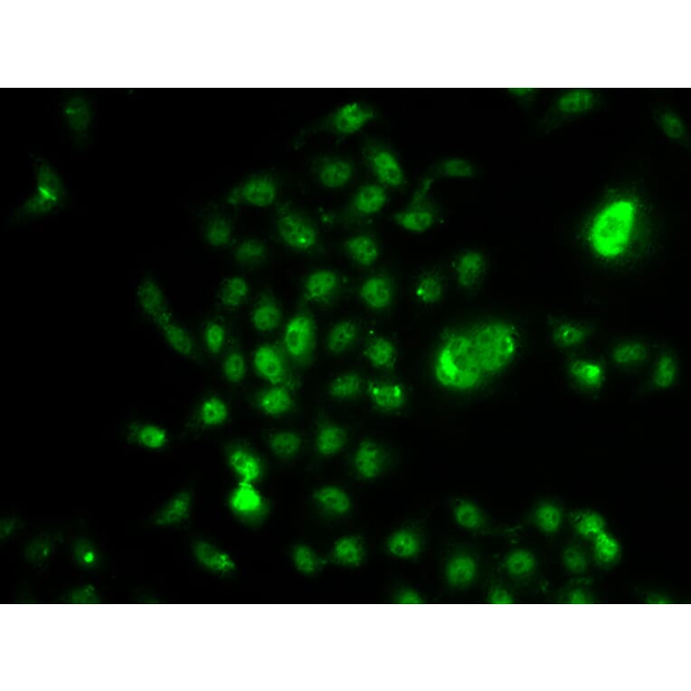 Immunofluorescence - Anti-NELFe Antibody (A12056) - Antibodies.com