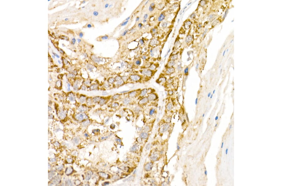 Immunohistochemistry - Anti-HPS2 Antibody (A12057) - Antibodies.com
