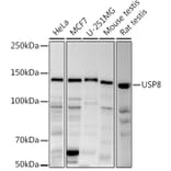 Western Blot - Anti-UBPY/USP8 Antibody (A12058) - Antibodies.com