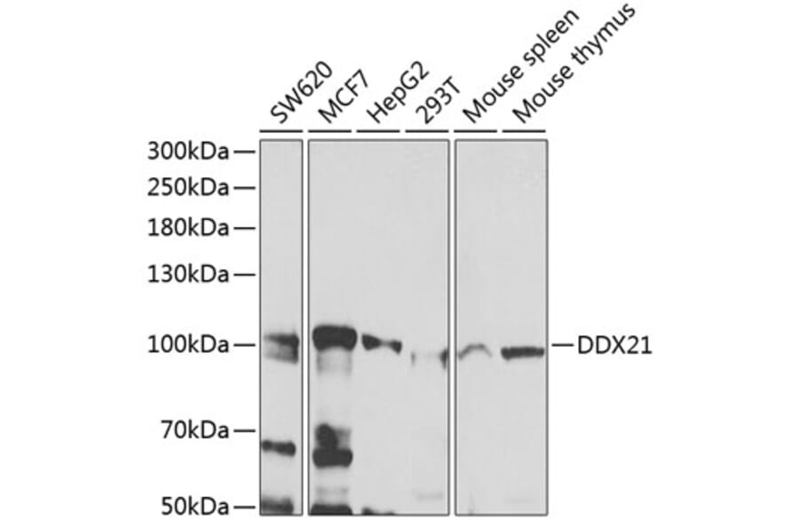 Western Blot - Anti-DDX21 Antibody (A12059) - Antibodies.com