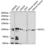 Western Blot - Anti-DDX21 Antibody (A12059) - Antibodies.com