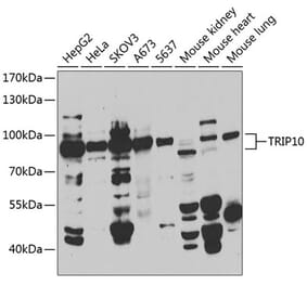 Western Blot - Anti-Cip4 Antibody (A12060) - Antibodies.com