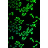 Immunofluorescence - Anti-Cip4 Antibody (A12060) - Antibodies.com