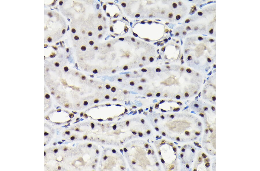 Immunohistochemistry - Anti-EFTUD2 Antibody (A12061) - Antibodies.com