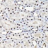 Immunohistochemistry - Anti-EFTUD2 Antibody (A12061) - Antibodies.com