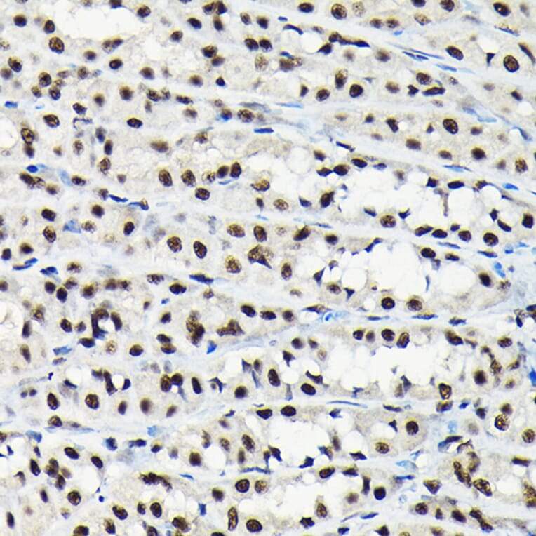 Immunohistochemistry - Anti-EFTUD2 Antibody (A12061) - Antibodies.com