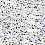 Immunohistochemistry - Anti-EFTUD2 Antibody (A12061) - Antibodies.com