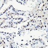 Immunohistochemistry - Anti-EFTUD2 Antibody (A12061) - Antibodies.com