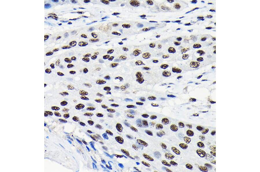 Immunohistochemistry - Anti-EFTUD2 Antibody (A12061) - Antibodies.com