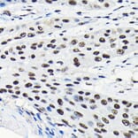 Immunohistochemistry - Anti-EFTUD2 Antibody (A12061) - Antibodies.com