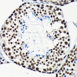Immunohistochemistry - Anti-EFTUD2 Antibody (A12061) - Antibodies.com