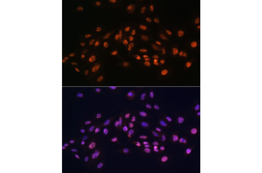 Immunofluorescence - Anti-EFTUD2 Antibody (A12061) - Antibodies.com
