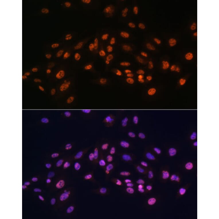 Immunofluorescence - Anti-EFTUD2 Antibody (A12061) - Antibodies.com