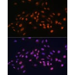 Immunofluorescence - Anti-EFTUD2 Antibody (A12061) - Antibodies.com