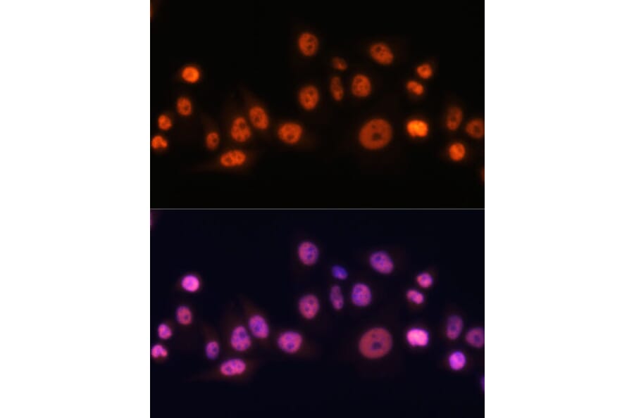 Immunofluorescence - Anti-EFTUD2 Antibody (A12061) - Antibodies.com