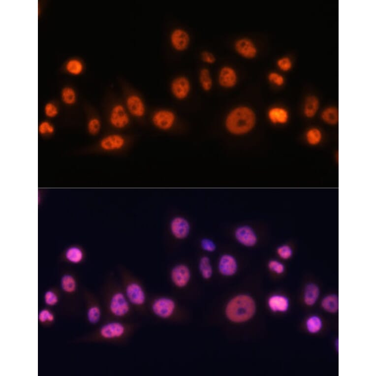 Immunofluorescence - Anti-EFTUD2 Antibody (A12061) - Antibodies.com