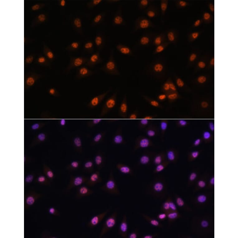 Immunofluorescence - Anti-EFTUD2 Antibody (A12061) - Antibodies.com