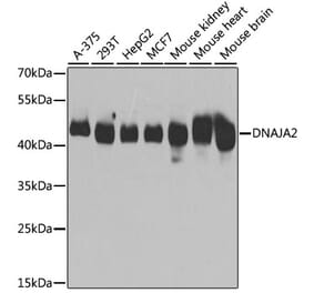 Western Blot - Anti-DNAJA2 Antibody (A12063) - Antibodies.com