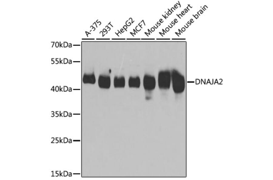 Western Blot - Anti-DNAJA2 Antibody (A12063) - Antibodies.com