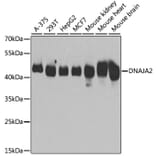Western Blot - Anti-DNAJA2 Antibody (A12063) - Antibodies.com