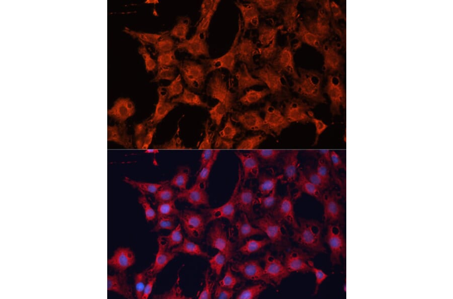 Immunofluorescence - Anti-DNAJA2 Antibody (A12063) - Antibodies.com