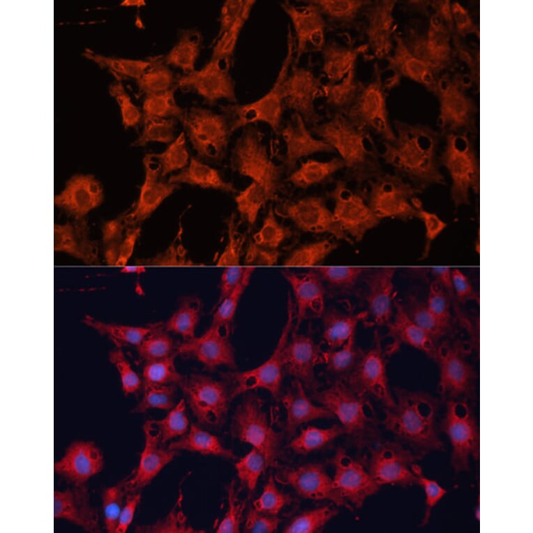 Immunofluorescence - Anti-DNAJA2 Antibody (A12063) - Antibodies.com
