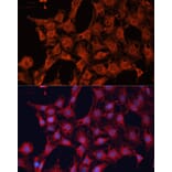 Immunofluorescence - Anti-DNAJA2 Antibody (A12063) - Antibodies.com