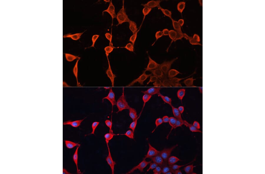Immunofluorescence - Anti-DNAJA2 Antibody (A12063) - Antibodies.com