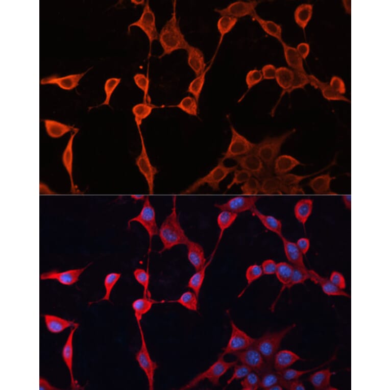 Immunofluorescence - Anti-DNAJA2 Antibody (A12063) - Antibodies.com