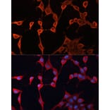 Immunofluorescence - Anti-DNAJA2 Antibody (A12063) - Antibodies.com