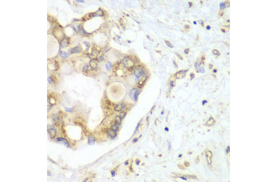 Immunohistochemistry - Anti-VTI1B Antibody (A12064) - Antibodies.com