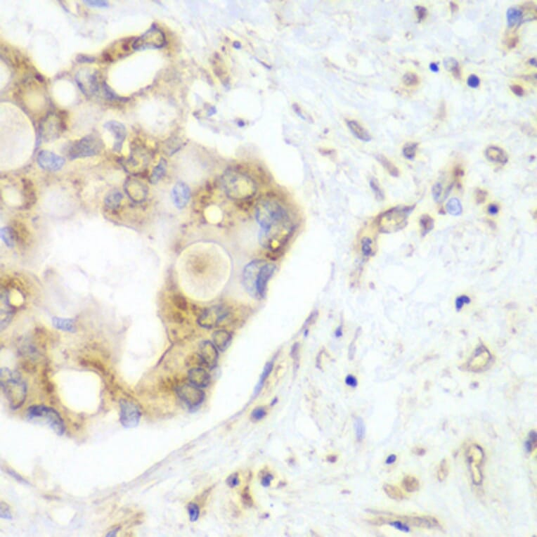 Immunohistochemistry - Anti-VTI1B Antibody (A12064) - Antibodies.com